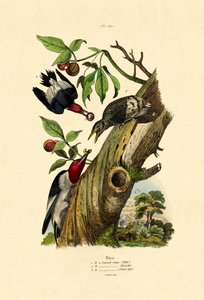 Pic à tête rouge, 1833-39 - French School